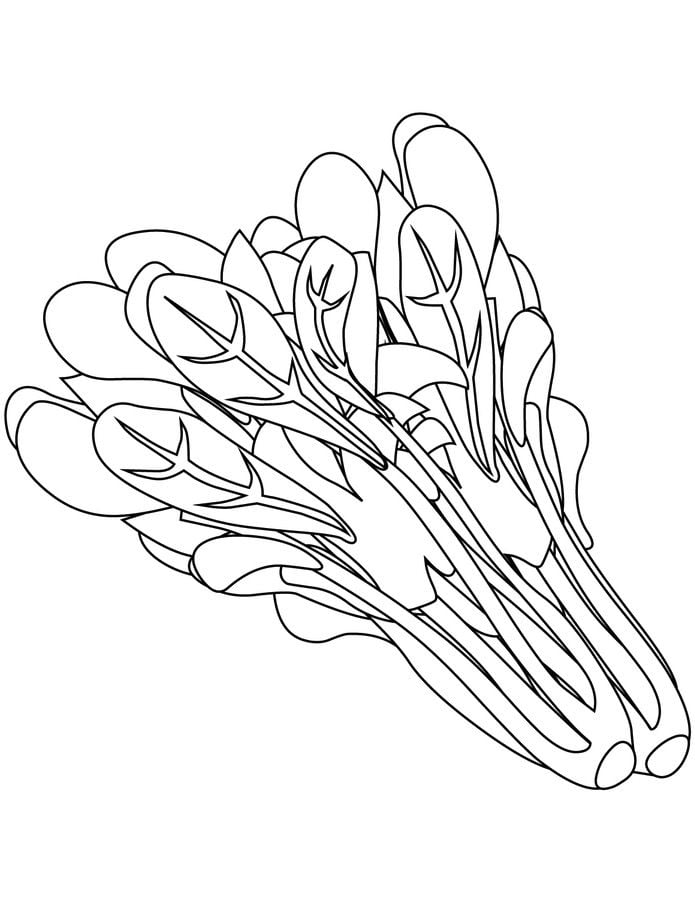 Coloring pages: Spinach 24