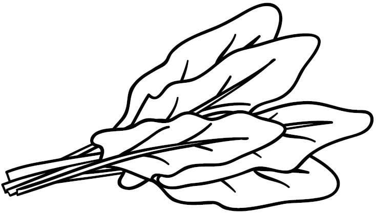 Coloring pages: Spinach 27