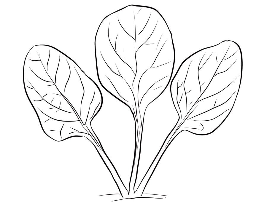 Coloring pages: Spinach 28