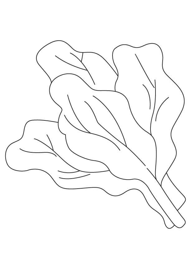Coloring pages: Spinach
