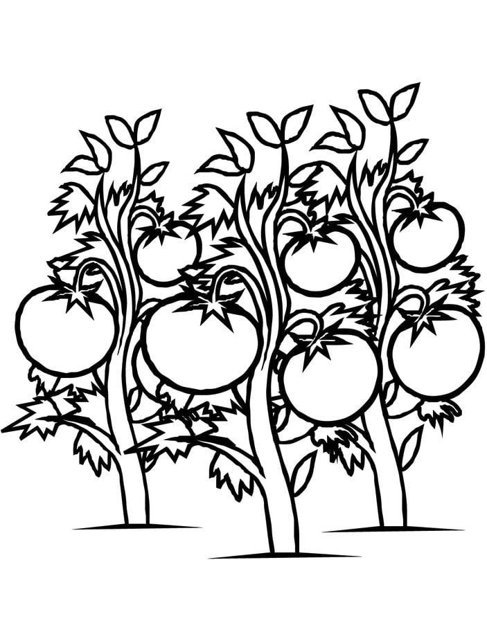 Coloring pages: Tomato 20