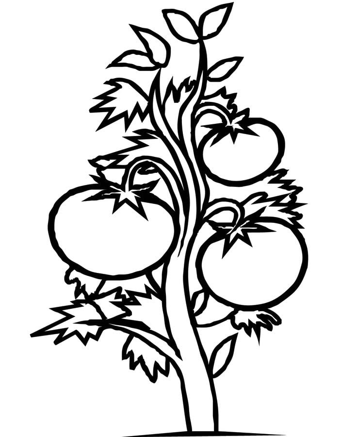 Coloring pages: Tomato 19