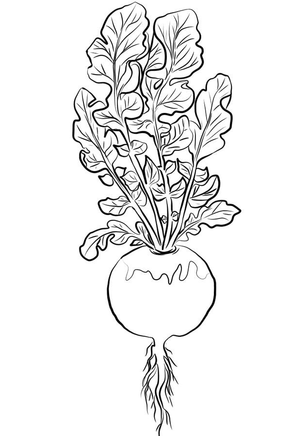 Coloring pages: Turnip