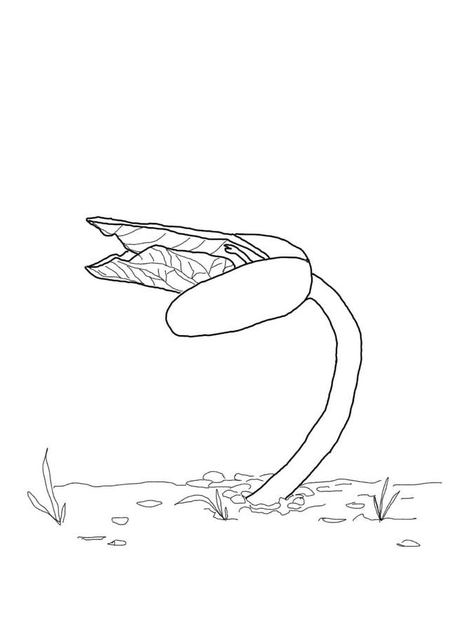 Coloring pages: Bean