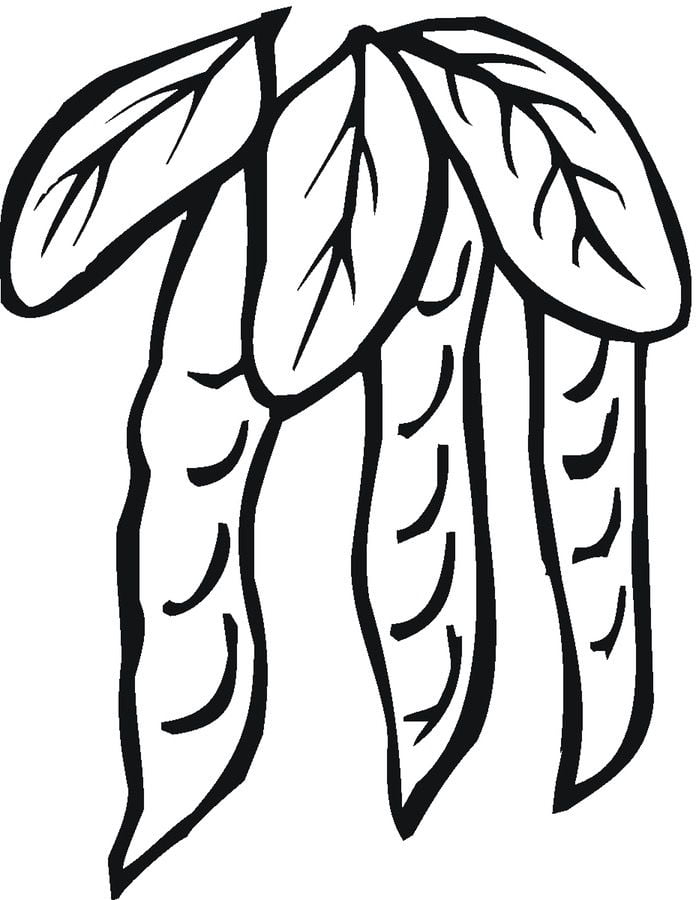 Coloring pages: Bean