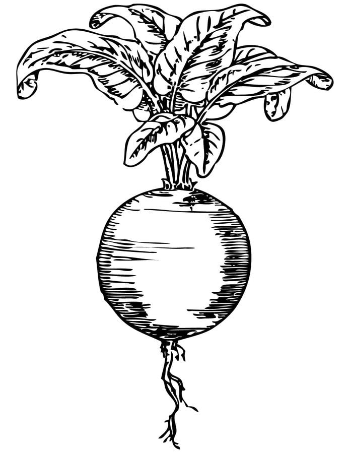 Coloring pages: Beets 1