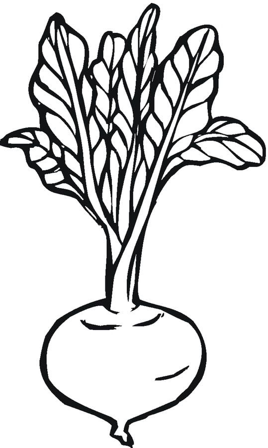 Coloring pages: Beets 4
