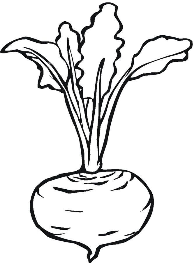Coloring pages: Beets 5