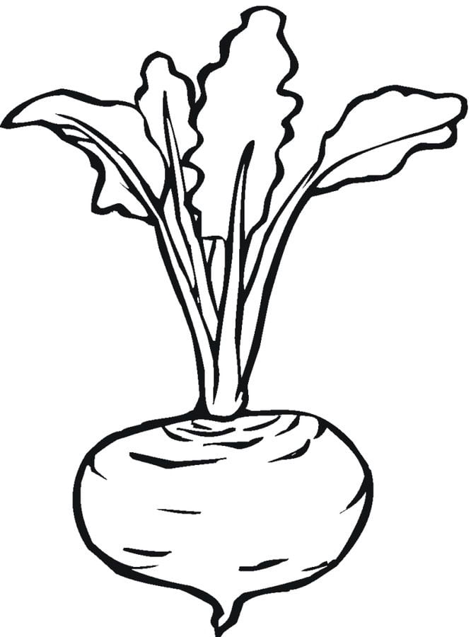 Coloring pages: Beets 8