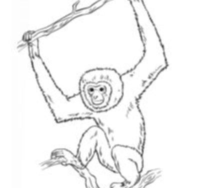 Zeichnen Tutorial: Gibbons