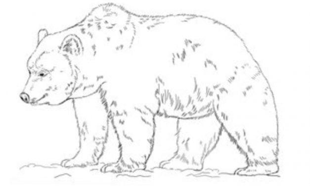 Come disegnare: Orso grizzly