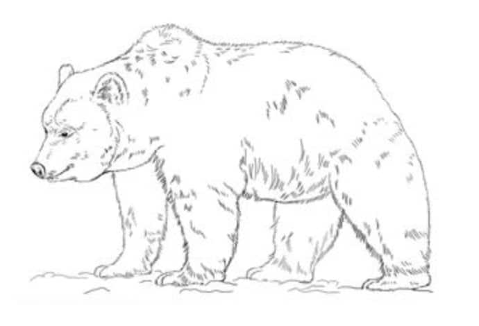 How to draw: Grizzly bear