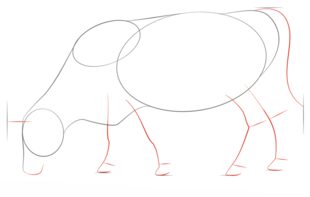 Come disegnare: Mucche 3