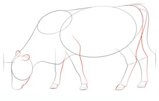 How to draw: Cow 4