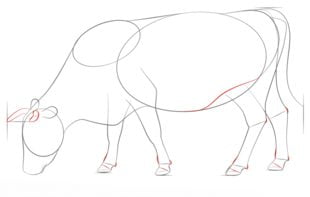 Come disegnare: Mucche 5
