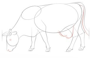 Come disegnare: Mucche 6