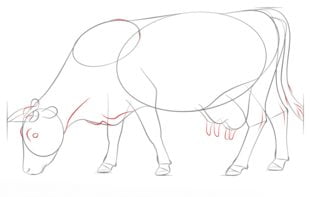 Come disegnare: Mucche 7