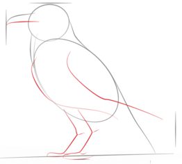Tutorial de dibujo: Cuervo grande 3