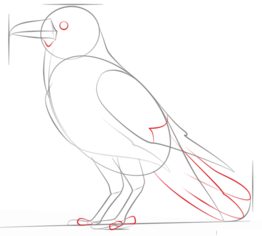 Tutorial de dibujo: Cuervo grande 5