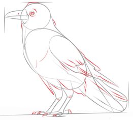 Tutorial de dibujo: Cuervo grande 6