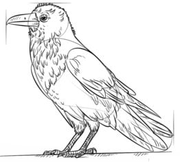 Tutorial de dibujo: Cuervo grande 7
