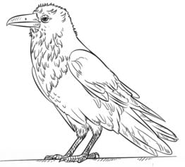 Tutorial de dibujo: Cuervo grande 8