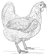 How to draw: Chicken
