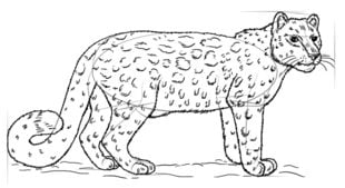 How to draw: Leopard
