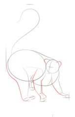 How to draw: Lemur