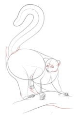 How to draw: Lemur