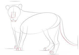How to draw: Lion