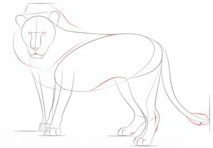 How to draw: Lion