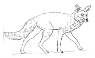 How to draw: Fox