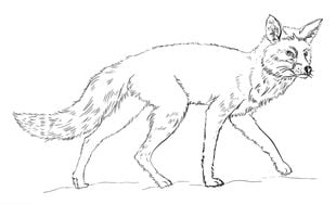 How to draw: Fox