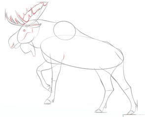 How to draw: Moose