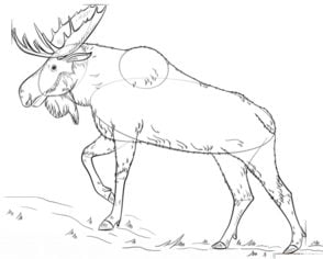 How to draw: Moose