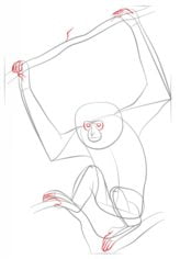 How to draw: Gibbon