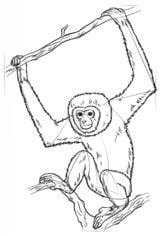 How to draw: Gibbon