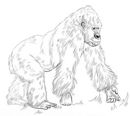 How to draw: Gorilla