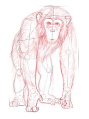 Zeichnen Tutorial: Schimpanse