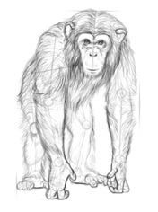 How to draw: Chimpanzee