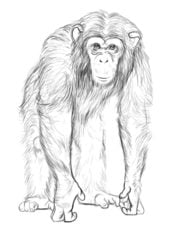 Tutorial de dibujo: Chimpancé