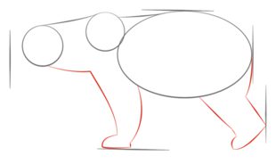 How to draw: Polar bear