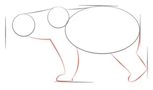 Come disegnare: Orso polare 3