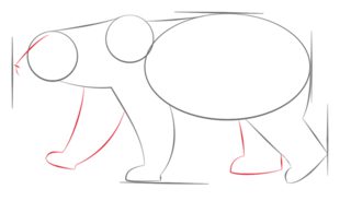 Come disegnare: Orso polare 63