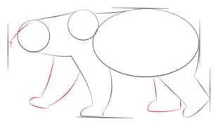 Come disegnare: Orso polare 4