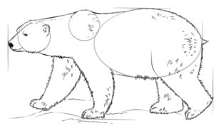 Come disegnare: Orso polare 66