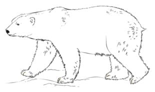 Come disegnare: Orso polare 67