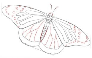 Jak narysować: Motyl