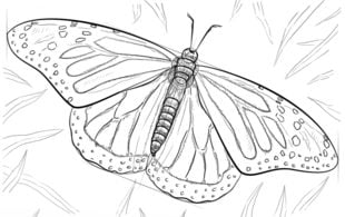 Jak narysować: Motyl